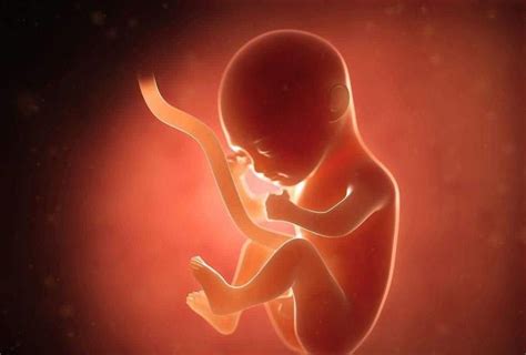 怀孕后，胎心、胎芽多久才会出现？出现时间早晚受这三个原因影响 - 知乎