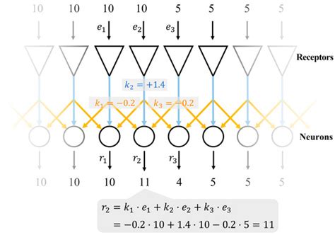 Research on Lateral Inhibition Network Based on Cell Membrane ...
