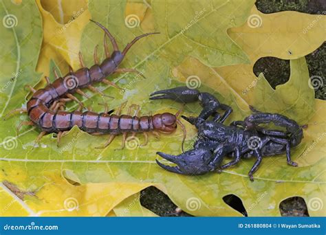 Centipede Vs Scorpion