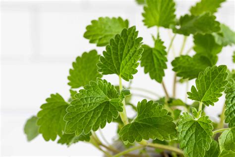 What Are Catnip Plants at Jean Begaye blog