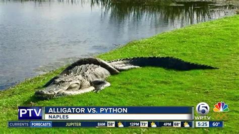 Image result for Alligator Python Battle