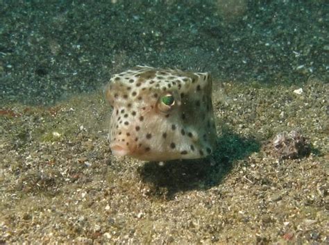 Image result for Boxfish Facts