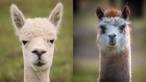 What's the difference between a llama and an alpaca? - Network Today