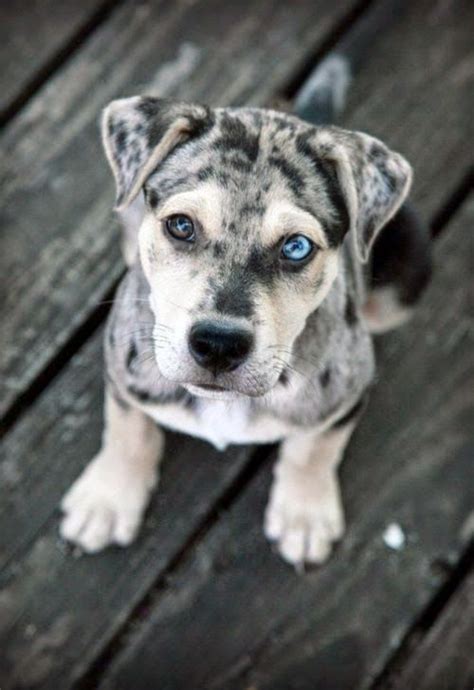 Unusual Dogs 的图像结果