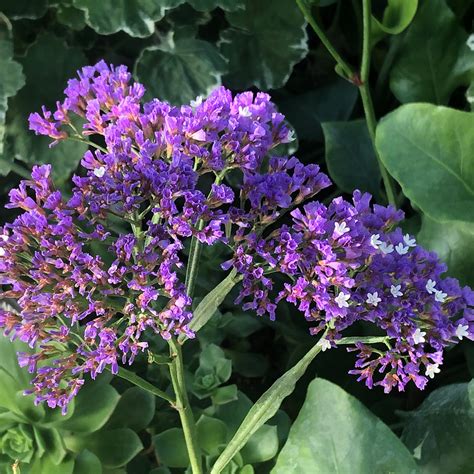Florida Salt Tolerant Plants Using Native Salt Tolerant Plants To