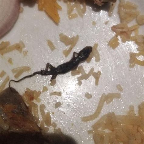 छिपकली के खाने में गिरने पर क्या होता है? जानें छिपकली के जहर के लक्षण ...