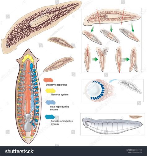 Simple Labelled Simple Planaria Diagram