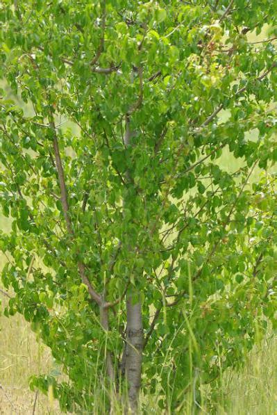 Mahlep - agaclar.net