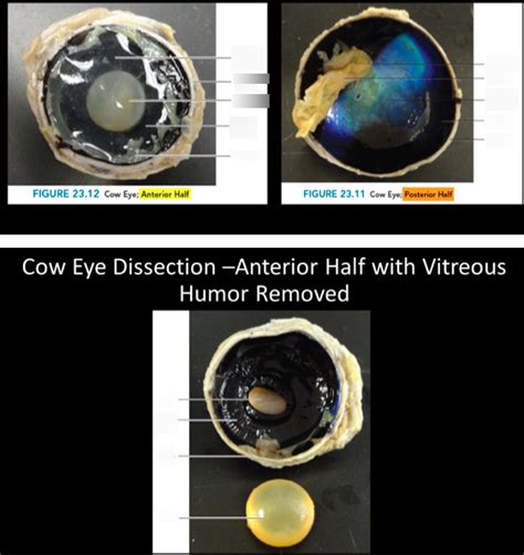 Image result for Cow Eye Dissection Tutorial