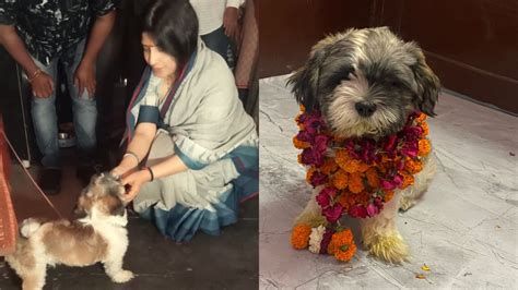 नाराज कार्यकर्ता को मनाने उसके घर पहुंच गईं डिंपल यादव और फिर वहां डॉगी ...