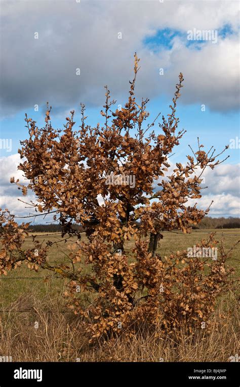 Image result for Small Oak Tree Sapling