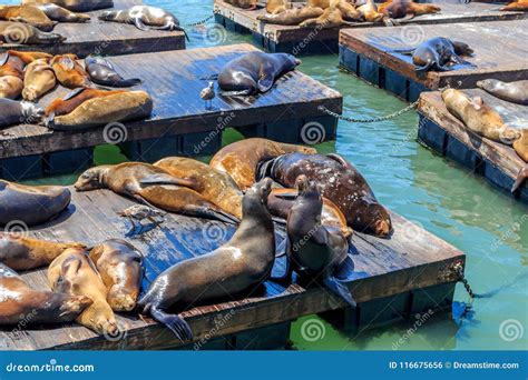 Sea Lions at Pier 39 in San Francisco! Stock Photo - Image of relaxing ...