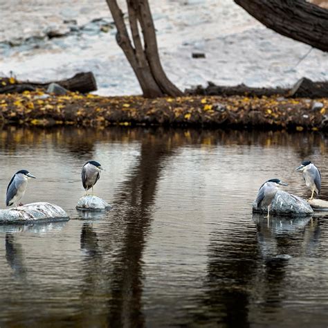 Environmental 的图像结果