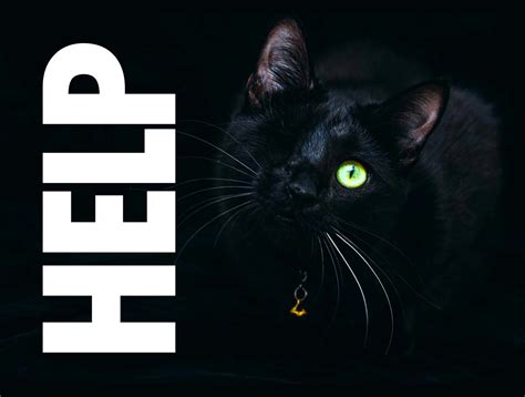 Madeira News, Culture & Local History | Times of Madeira