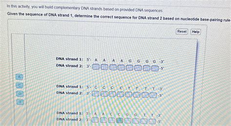 Image result for How to Make DNA Complementary Strands