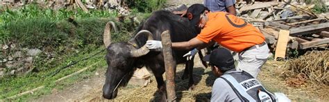 Meet our disaster veterinarian: protecting animals in disasters across ...