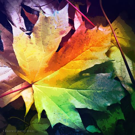 Fall Leaves Close Up – Free Clipart #1728869 | Clipart Library