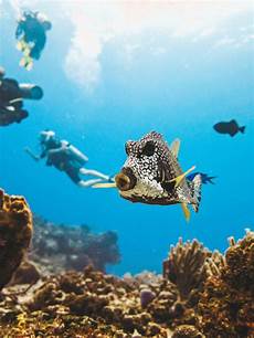 dive cozumel the ultimate guide to diving in cozumel cozumel dive dive cozumel the ultimate guide to diving in cozumel cozumel dive