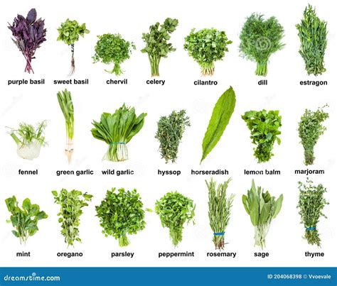 Kinds Of Plants Herbs