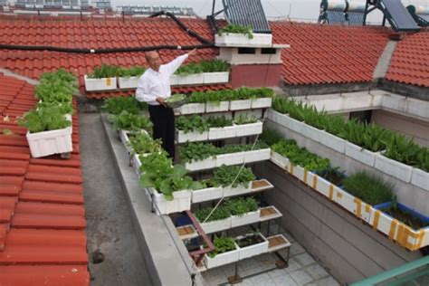 现代庭院菜园 菜地 蔬菜 种植园 篱笆 田园景观 可食地景SU模型 庭院景观SU模型