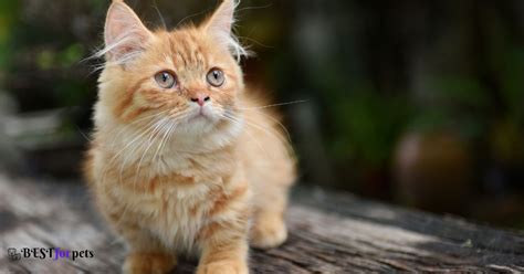 Munchkin Cat Price In India - Best For Pets