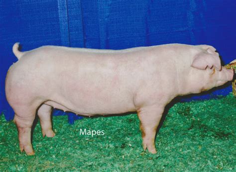 Chester White Pigs — Schmidt Swine