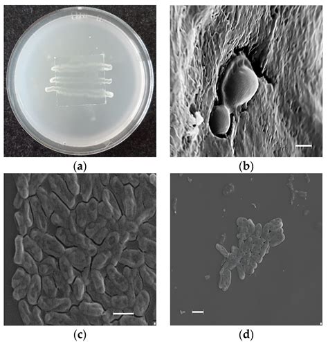 Antimicrobial Activity of Drimanic Sesquiterpene Compounds from Drimys ...