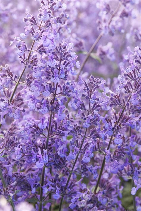 Junior Walker™ Catmint, Nepeta x faassenii 'Novanepjun' PP #23,074