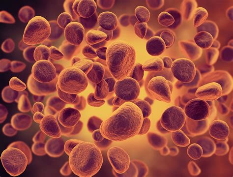 Cell Type 的图像结果