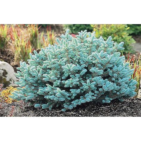 Monrovia Dwarf Globe Blue Spruce Foundation/Hedge Shrub In Pot (With ...