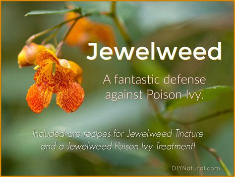 Jewelweed: All About the Plant and a Jewelweed Poison Ivy Treatment