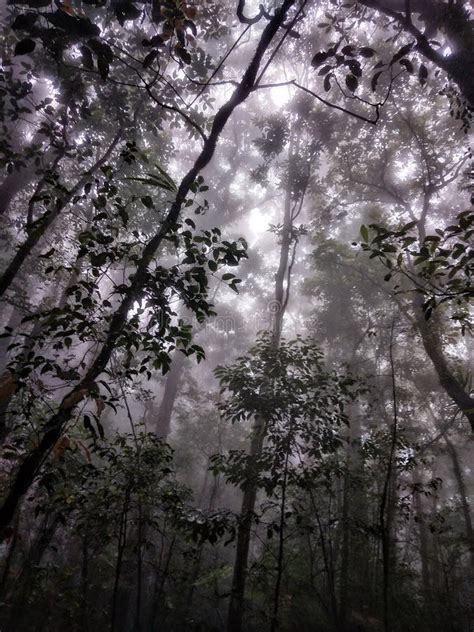 Image result for Western Java Rain Forests Conservation