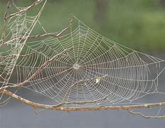 Image result for spider webs