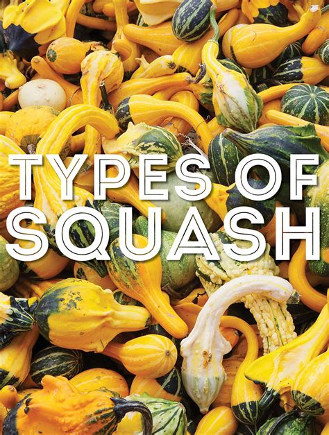 50 Types of Squash From A to Z (With Photos!) | Live Eat Learn