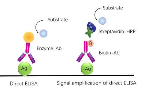 Image result for Visual Elisa Protocol