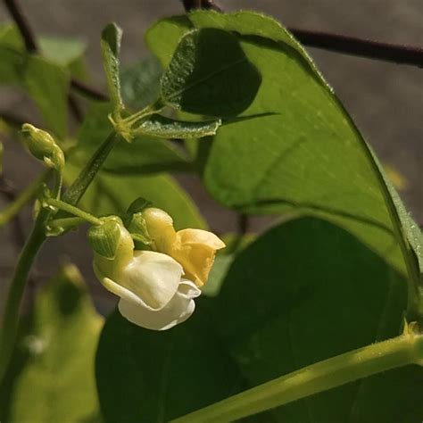 Snap Bean / Dwarf French Bean 'Canadian Wonder' (Phaseolus vulgaris ...
