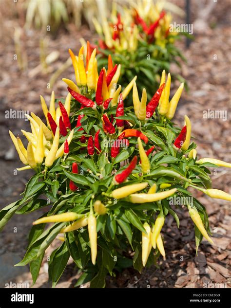 Chilly Chili (Capsicum annuum) ornamental pepper plant - USA Stock ...