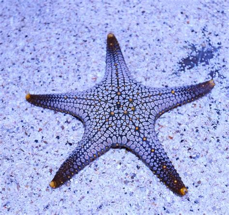 沉入海底的星星——海星 - 每日頭條