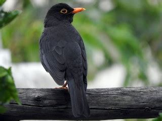 Indian Blackbird - eBird