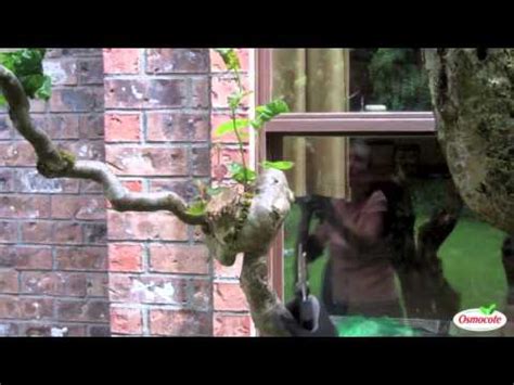 Pruning a Contorted Filbert Tree 的图像结果