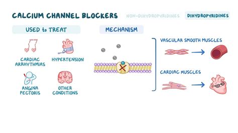 Video: Calcium-channel blockers: Nursing pharmacology | Osmosis