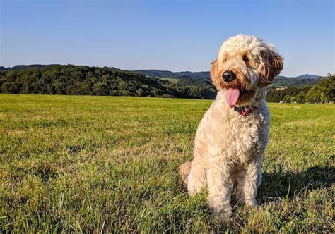 30 Best Hypoallergenic Dogs For People With Allergies | All Things Dogs