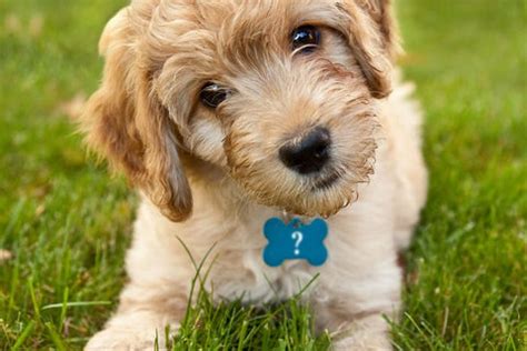 100 Trendy Dog Names | Four Legged Babies – FourLeggedBabies