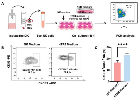 Autophagy Inhibition in Trophoblasts Induces Aberrant Shift in CXCR4 ...