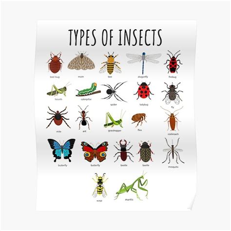 Image result for Printable Insect Identification Chart