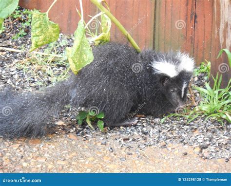 Baby Striped Skunk during a Rain Storm Stock Photo - Image of skunks ...