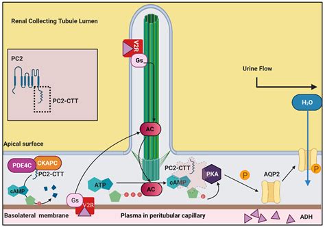 Nephronophthisis-Pathobiology and Molecular Pathogenesis of a Rare ...