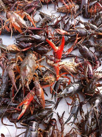 Good food!!!!!! - Reviews, Photos - C And M Crawfish - Tripadvisor