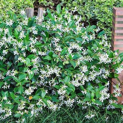 NavaUrja Star Jasmine 'Trachelospermum Rhynchospermum Jasminoides ...