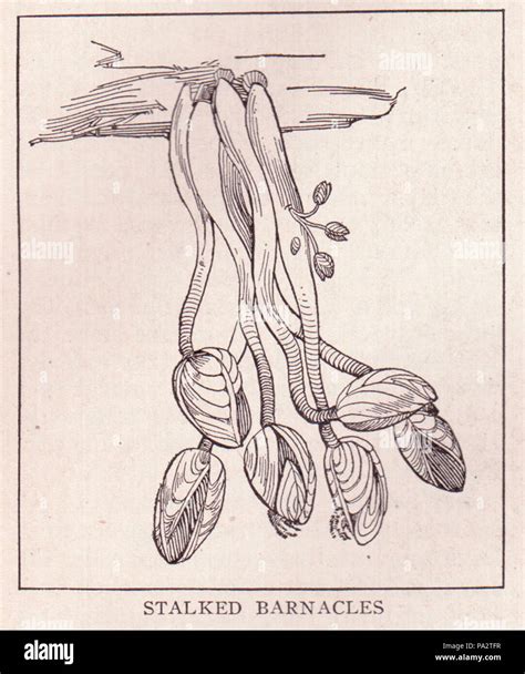 Biofouling ship hi-res stock photography and images - Alamy